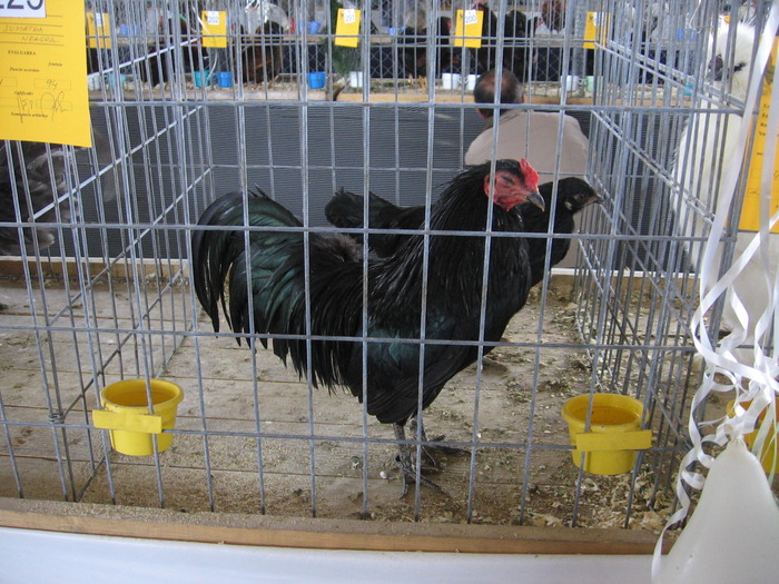  - 93 expo breaza 2009