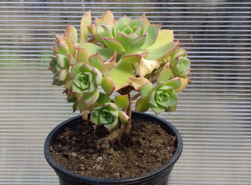 Aeonium castello-paive - Aeonium