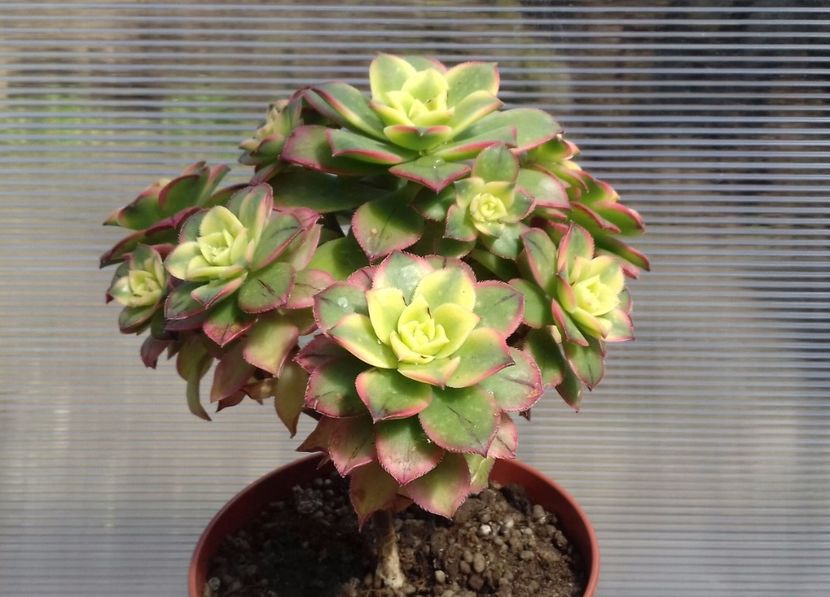 Aeonium haworthii kiwi - Aeonium