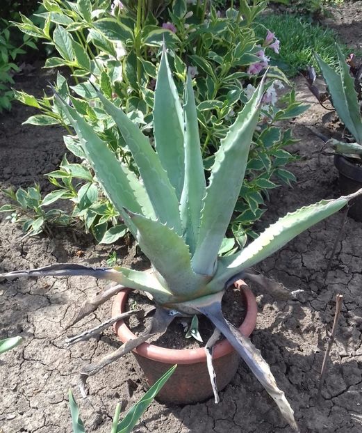 Agave americana - Agave