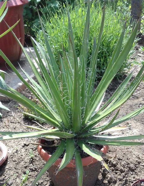 Agave filifera - Agave