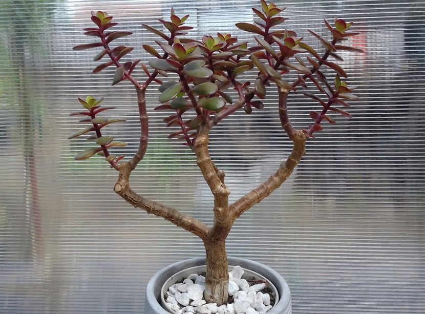 Crassula portulacea minor - Crassula