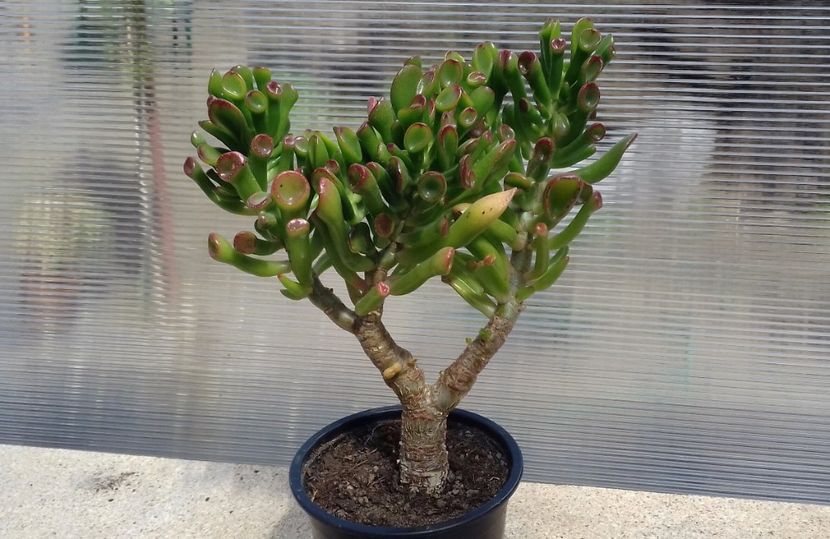 Crassula ovata hobbit - Crassula