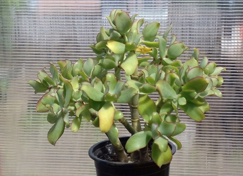 Crassula arborescens ondulatifolia undulata - Crassula