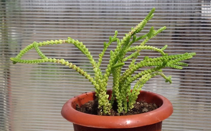 Crassula muscosa - Crassula