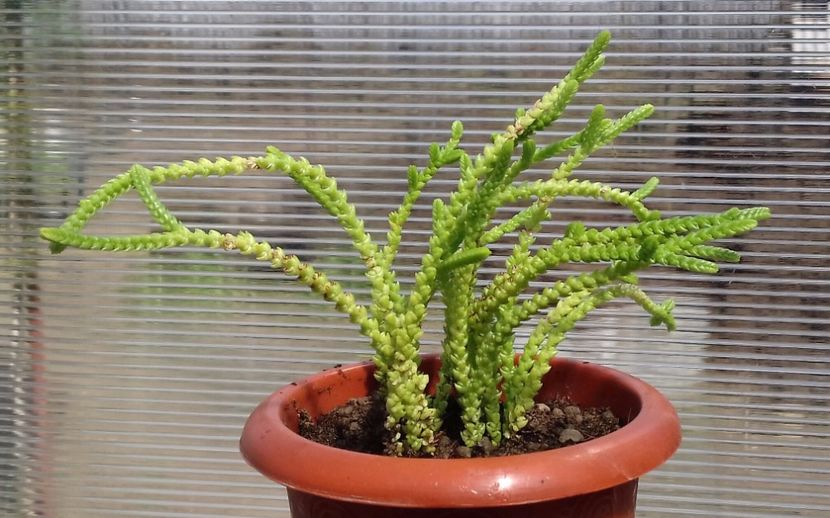 Crassula muscosa - Crassula