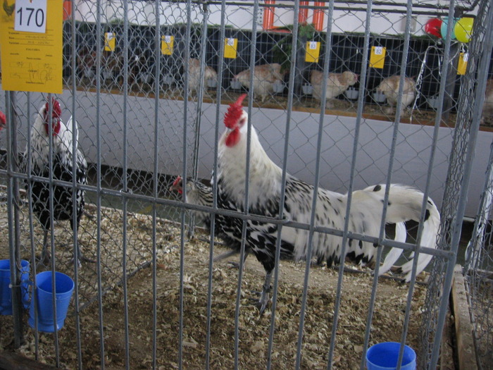  - 93 expo breaza 2009