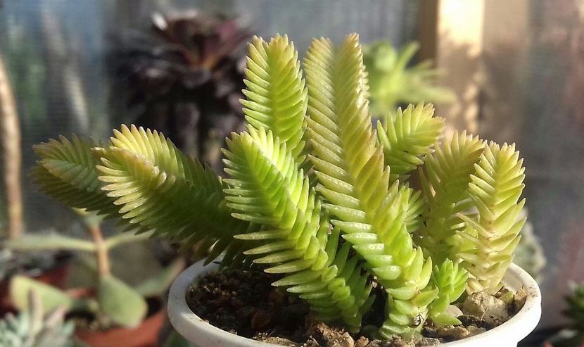 Crassula ericoides - Crassula