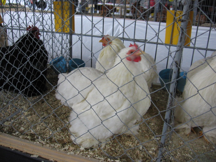  - 93 expo breaza 2009