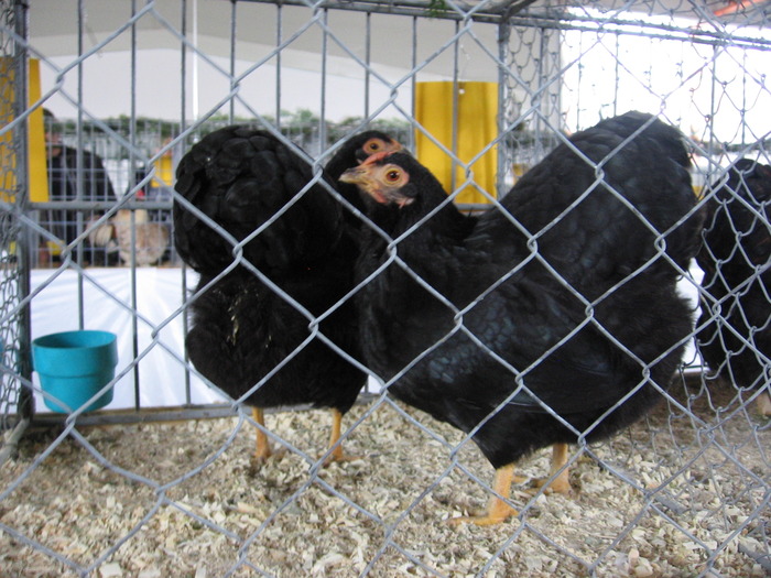  - 93 expo breaza 2009