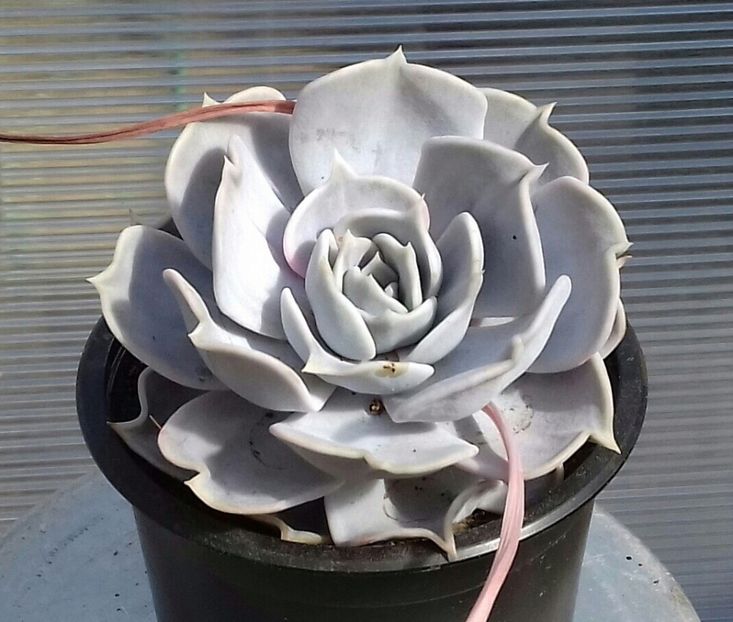 Echeveria lilacina - Echeveria