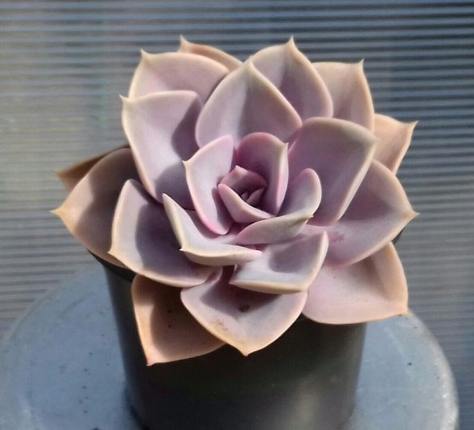 Echeveria Perle von Nurnberg - Echeveria