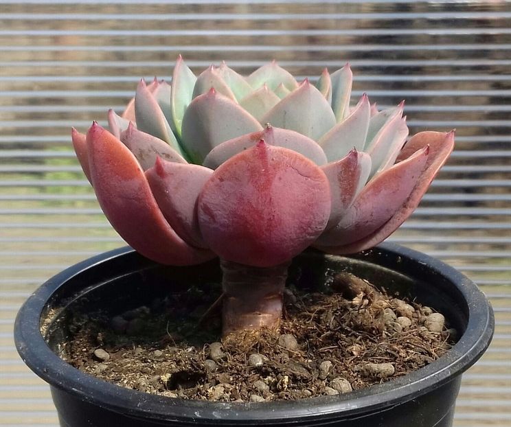 Echeveria "Blue sky" - Echeveria