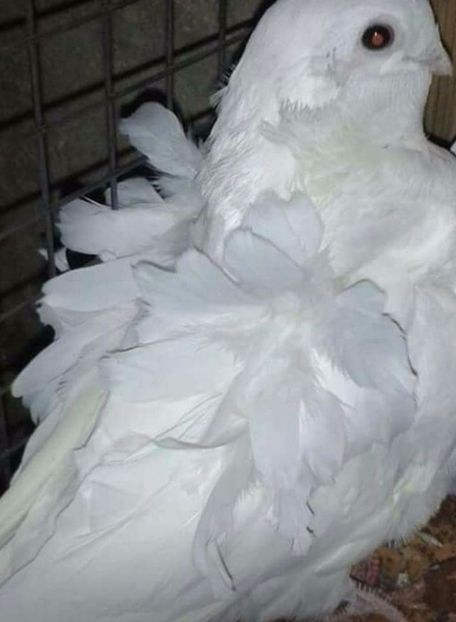  - 24_PESCARUSI CHINEZI TALIA MARE MATCA-2021