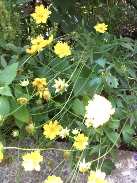  - 01-Flori din curtea mea 2017