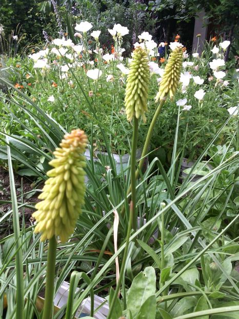  - 01-Flori din curtea mea 2017