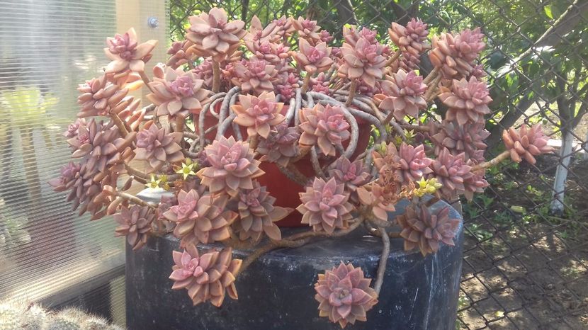 Graptosedum bronze - Graptosedum