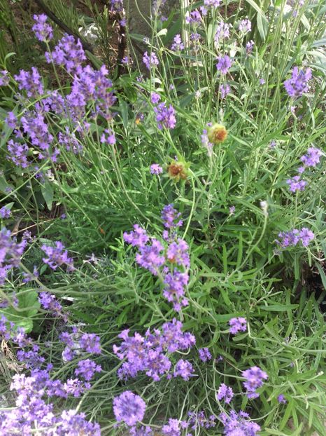  - 01-Flori din curtea mea 2017