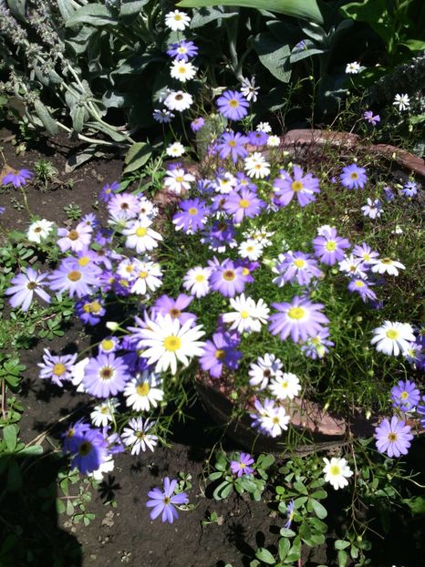  - 01-Flori din curtea mea 2017