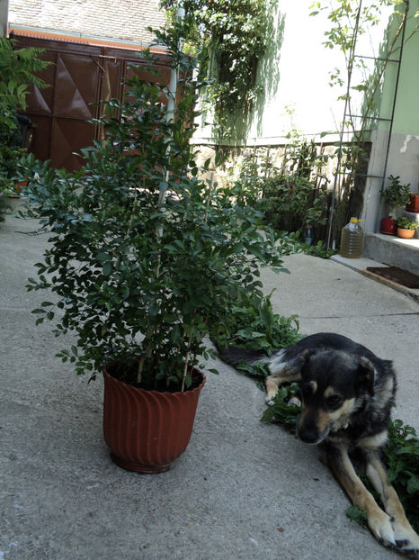 10 iul 2017 de veghe in "lanul" de tradescantia... - Lassie