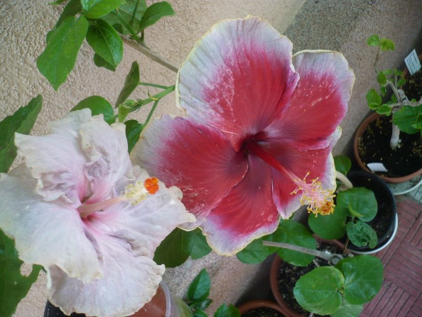 10.07.2017 - HIBISCUSI 2017-2