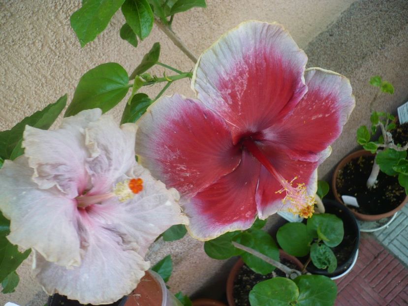 P1330649 - HIBISCUSI 2017-2