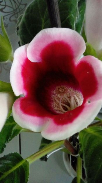  - Gloxinia