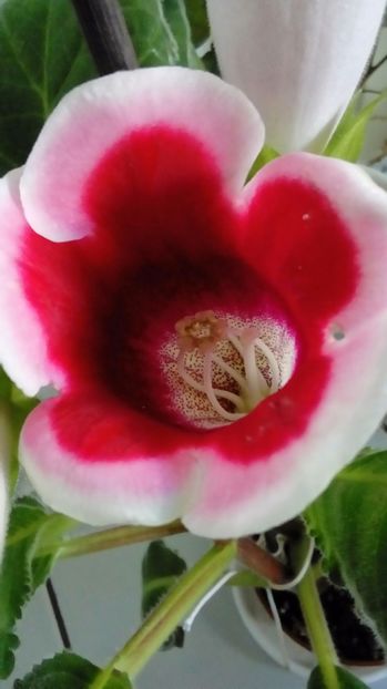  - Gloxinia