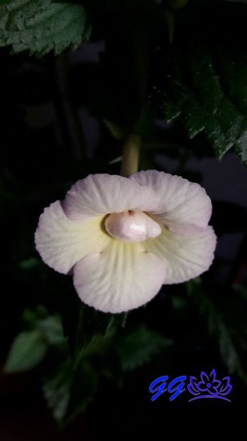 2017 - 08 Achimenes 2017