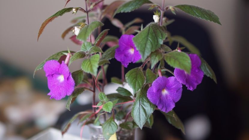 iulie 2017 - Purple King