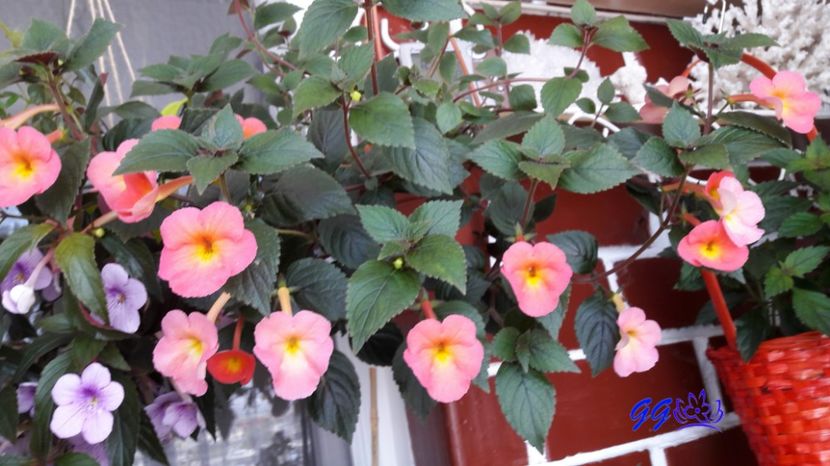  - 08 Achimenes 2017