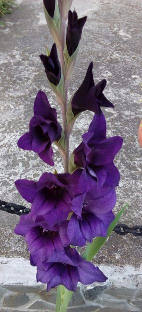  - AAAA_GLADIOLE 2015_2017_2018_2019