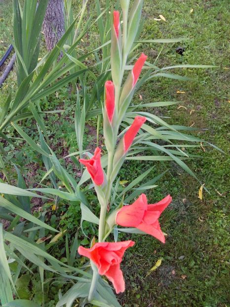  - AAAA_GLADIOLE 2015_2017_2018_2019