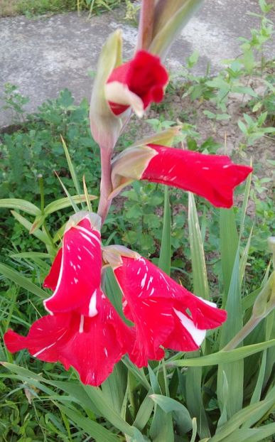  - AAAA_GLADIOLE 2015_2017_2018_2019