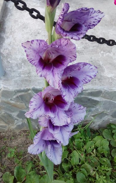  - AAAA_GLADIOLE 2015_2017_2018_2019