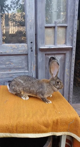 femela 2 - cuib din 24 12 2016