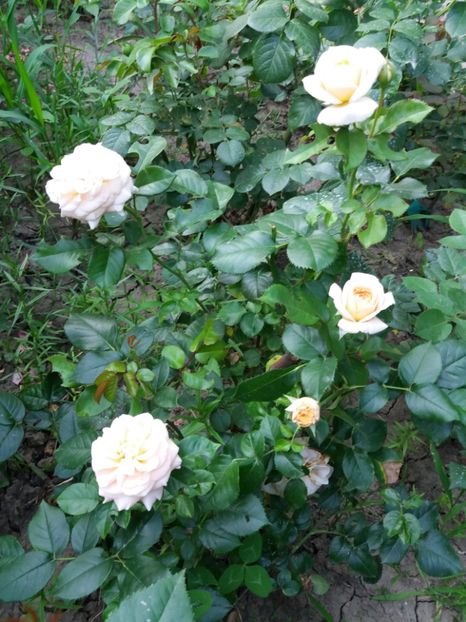  - Amber Ambundance -decedat