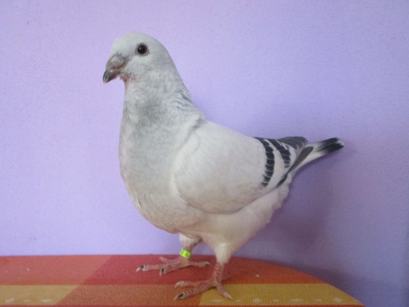 6879-17 - Tineret 2017