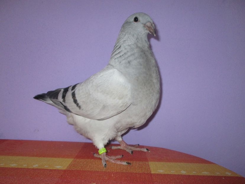 6880-17 - Tineret 2017