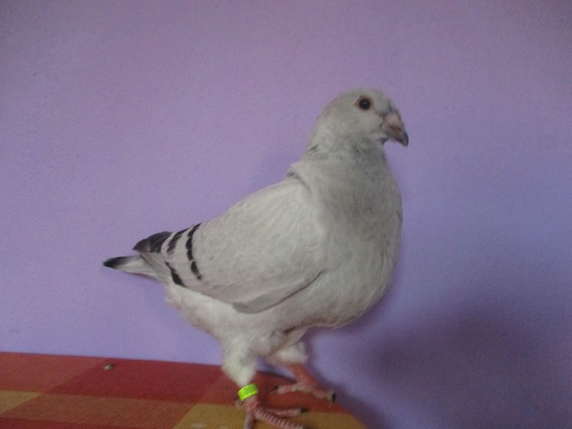 6881-17 - Tineret 2017