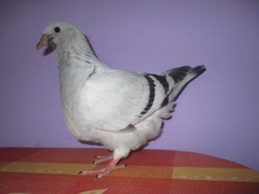 6882-17 - Tineret 2017