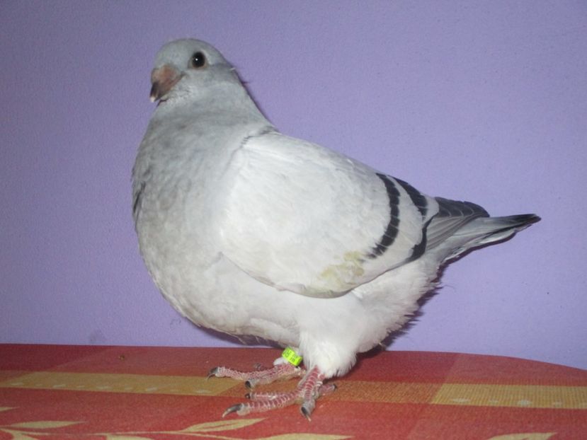 6883-17 - Tineret 2017