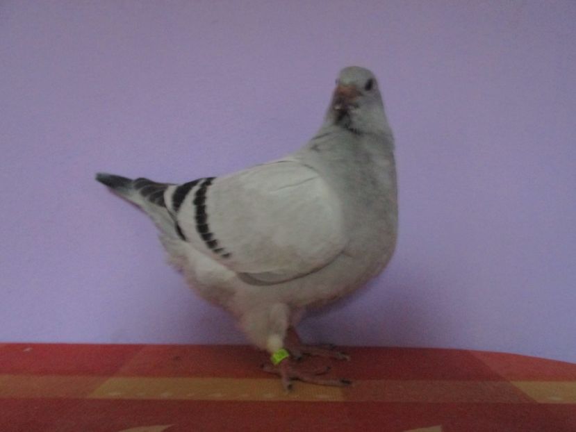 6884-17 - Tineret 2017