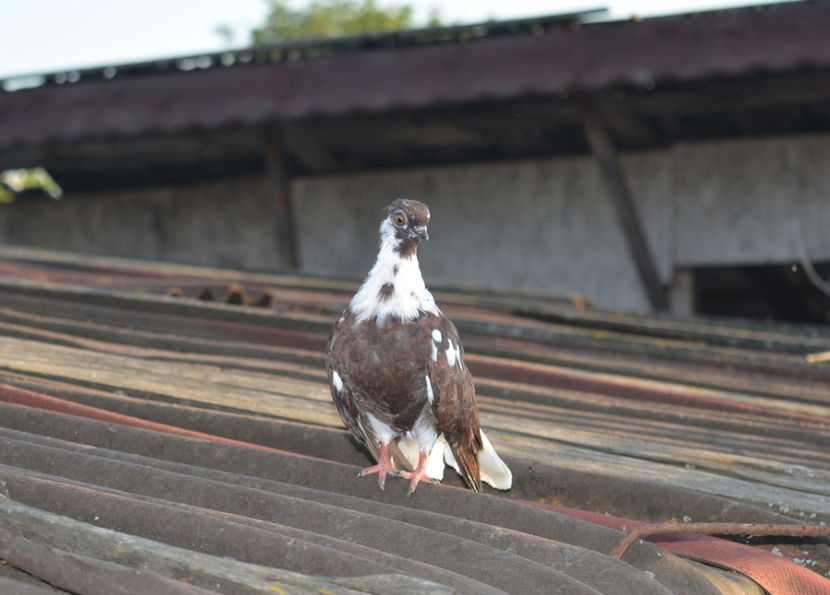 un pui foarte mic ca talie - Cafenii