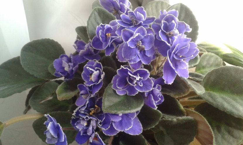  - VIOLETE DE COLECTIE 2017