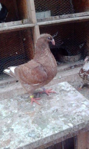 10 - Tineret AGH 2017