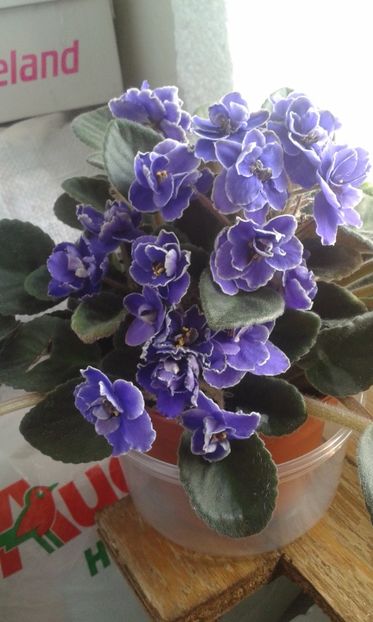  - VIOLETE DE COLECTIE 2017