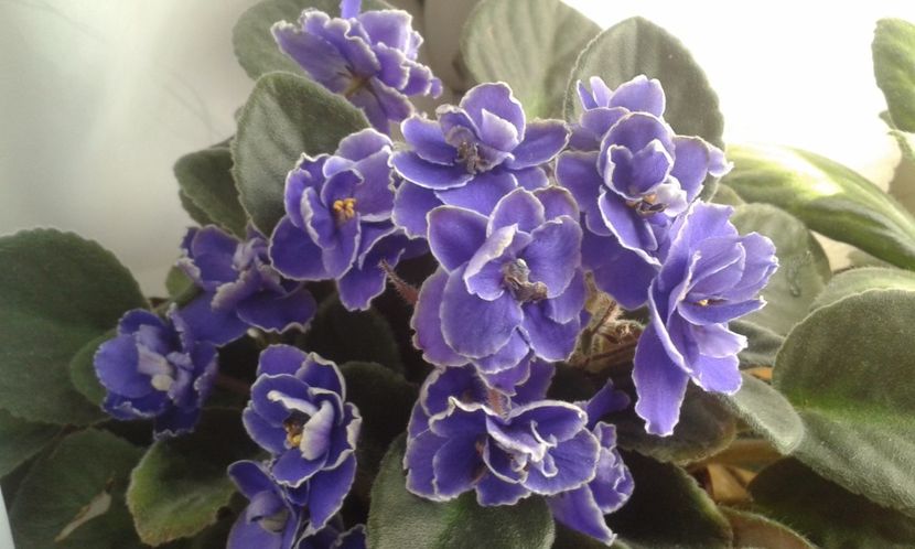  - VIOLETE DE COLECTIE 2017