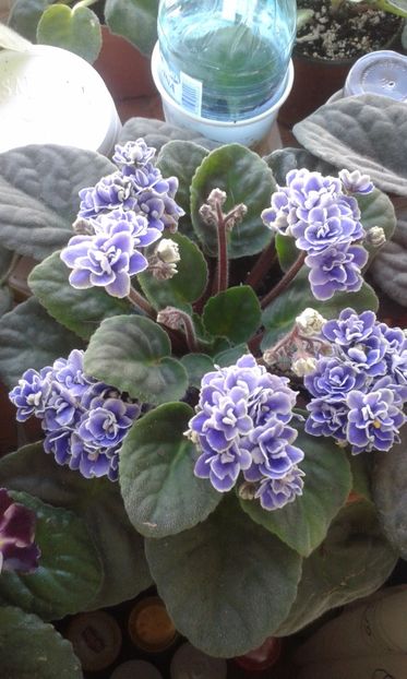  - VIOLETE DE COLECTIE 2017