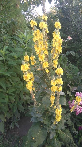  - Gradina flori 2017